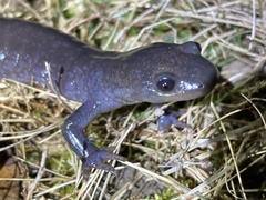Ambystoma 'unisexual complex'