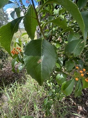 Auranticarpa rhombifolia