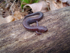Plethodon serratus