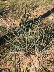 Yucca louisianensis