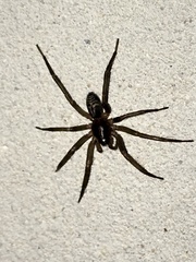 Corinninae