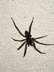 Corinninae