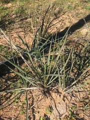 Yucca louisianensis