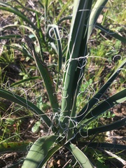 Yucca louisianensis