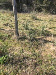 Yucca louisianensis