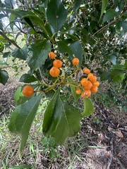 Auranticarpa rhombifolia