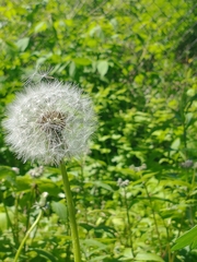 Taraxacum erythrospermum