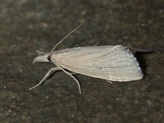 Eoreuma densellus