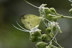 Eurema andersoni