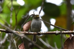 Zimmerius albigularis