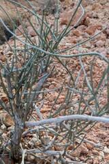 Ephedra nevadensis