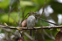 Zimmerius albigularis