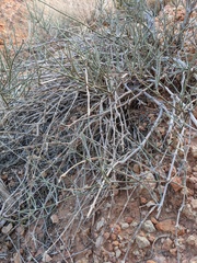 Ephedra nevadensis