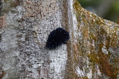 Hamadryas