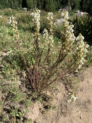 Pedicularis contorta