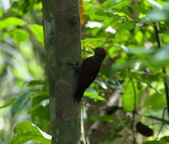 Blythipicus rubiginosus