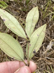 Austropuccinia psidii