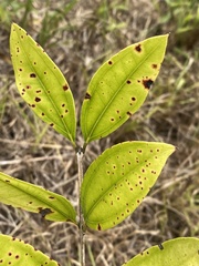 Austropuccinia psidii
