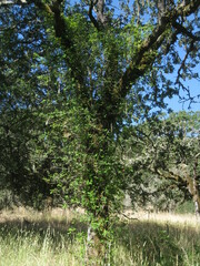 Toxicodendron diversilobum