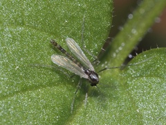 Orthocladiinae