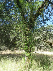 Toxicodendron diversilobum