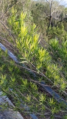 Senegalia berlandieri