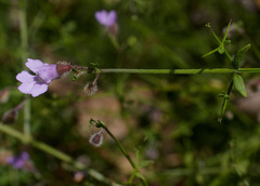 Prostanthera spinosa