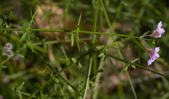 Prostanthera spinosa