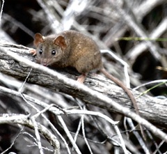 Antechinus stuartii
