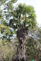 Borassus flabellifer