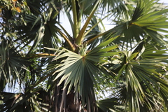 Borassus flabellifer