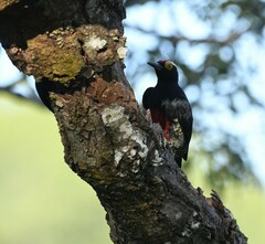 Melanerpes cruentatus