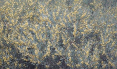 Acacia redolens