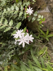 Jasminum dichotomum