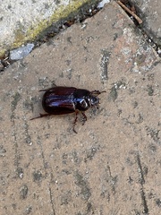 Adoryphorus coulonii