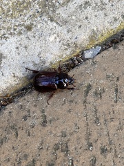 Adoryphorus coulonii