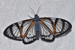 Hypocrita phanoptoides