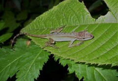 Anolis limifrons