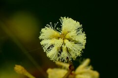 Senegalia tenuifolia