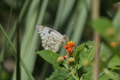 Tatochila