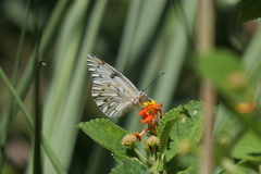 Tatochila