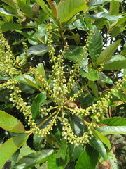 Clethra fagifolia