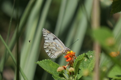Tatochila