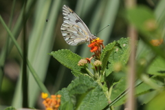 Tatochila