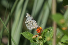 Tatochila