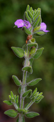 Prostanthera densa