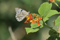 Tatochila