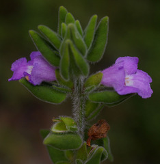 Prostanthera densa