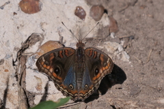 Junonia genoveva hilaris