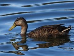 Anas platyrhynchos × fulvigula